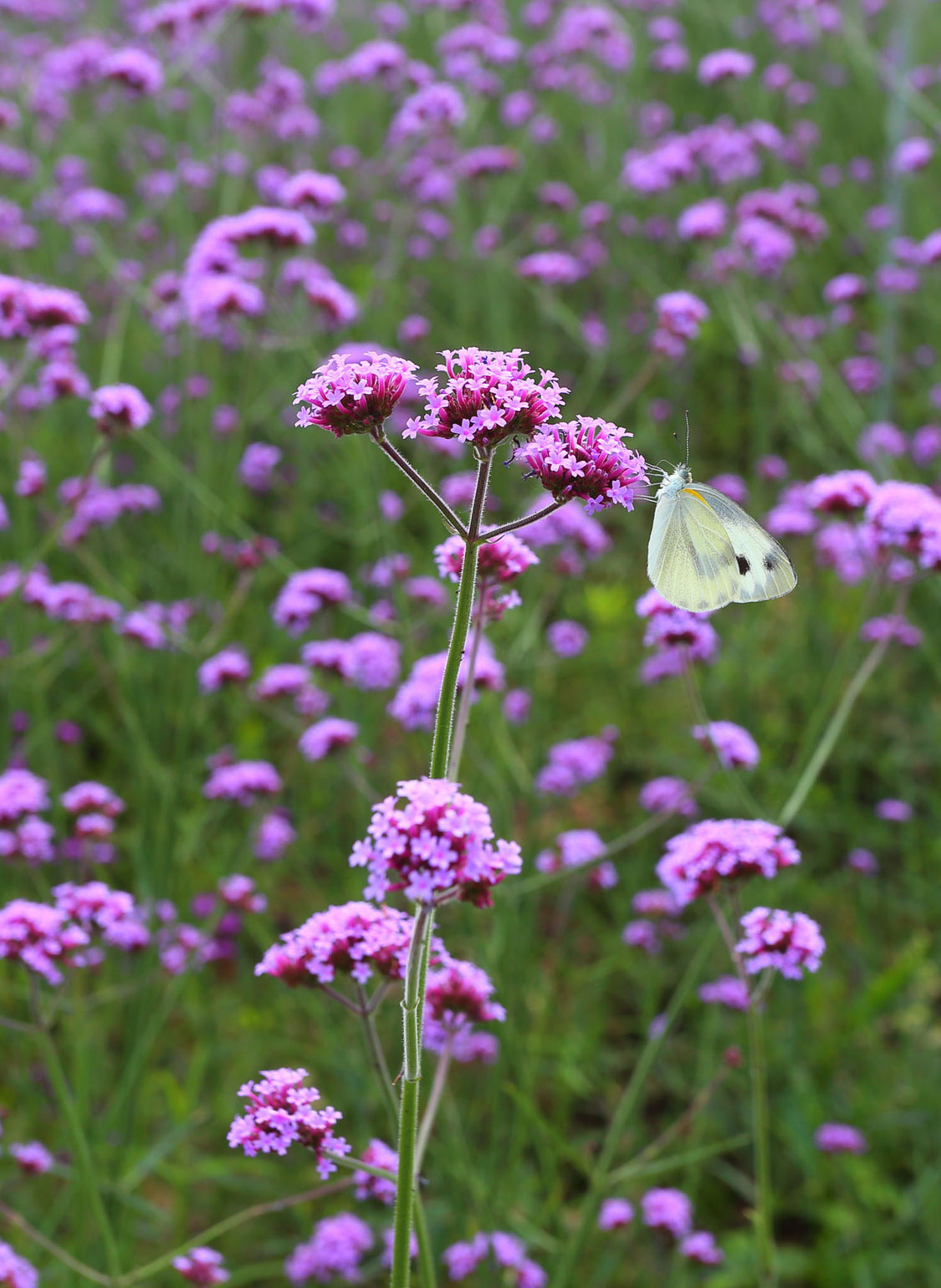 files/Verbena1.jpg
